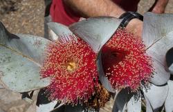 Flowers of Eucalyptus macrocarpa